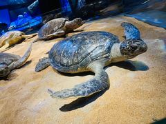 -贝林大翅鲸简餐厅(国家海洋博物馆店)