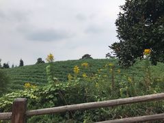 -龙寺生态园