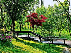 -新江湾城公园