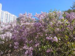 -群力丁香公园