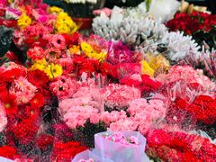 -曲阳花鸟市场(曲阳路店)