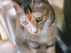 -Poke lemon海鲜波奇饭·柠檬茶(金碧开放小区店)