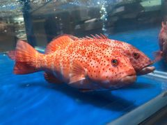 -盒马鲜生(顺义店)