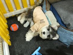 -唐小姐の猫狗洗护·购宠旗舰店(周浦万达店)