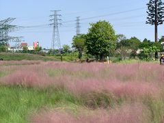 -王借岗森林公园