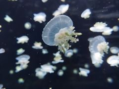 -太平洋海底世界