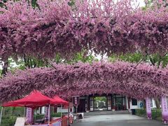 -南汇桃花村