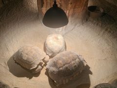 -绿色星球动物主题公园