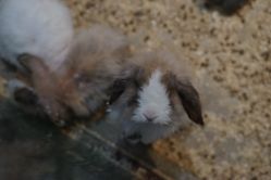 -酷嗒动物文化乐园(cutezoo西溪乐天城店)