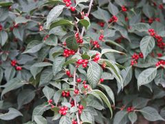 -大兴滨河森林公园