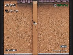 -花到家(富贵鸟花艺行)