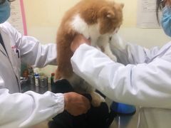 -米苏动物医院·犬猫专科·骨科外科内窥镜