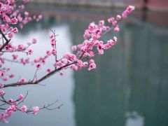 -望江楼公园