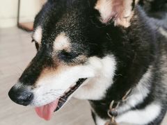 -柴犬高等学院·狗咖·柴犬售卖·宠物训练