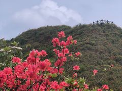 -大围山国家森林公园