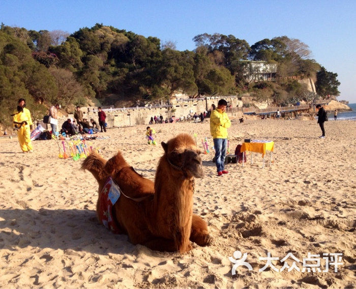 環島路海灘偷拍張沙灘上的駱駝圖片 - 第423張