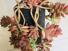 -南汇花鸟市场(上海浦东新花卉店)