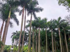 -金花茶公园
