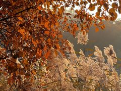 -大兴滨河森林公园