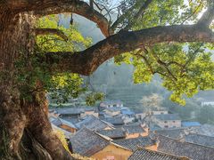 -杨家堂村