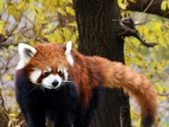 -哈尔滨北方森林动物园
