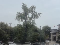 -扬州狮子楼·非遗淮扬菜(东关街店)