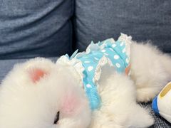 -喜多萌中农锦绣动物医院24H·猫科·牙科MRI·CT