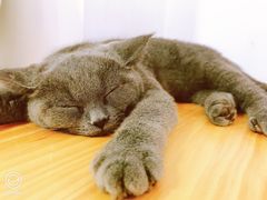 -李小姐の猫咖啡馆(五角场店)