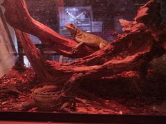 -酷以爬仙阁实体爬宠店·守宫·蜥蜴·专业繁育