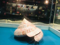 -青岛贝壳博物馆