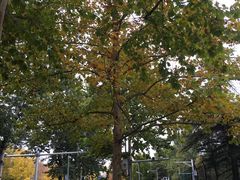 -三里屯东五街银杏大道