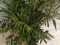 -华夏良子·足道SPA艾灸(三里屯店)