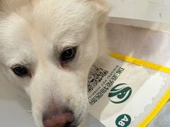 -瑞派宠物医院·24h·骨外科·皮肤科·全科宠物医疗转诊中心(沈阳浑南院)