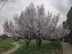 -上海杨姆庄园