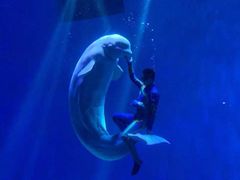 -芜湖新华联大白鲸海洋公园