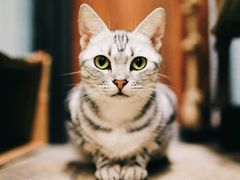 -猫咪博物馆(顶澳仔猫街店)