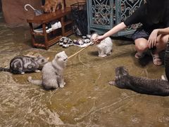 -猫猫幼稚园·撸猫·桌游·电玩