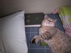 -瑞鹏宠物医院·内科·中兽医·骨科(苗圃店)