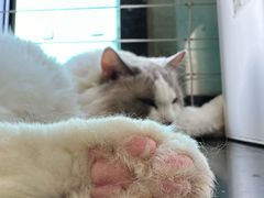 -楼上猫咖(罗湖店)