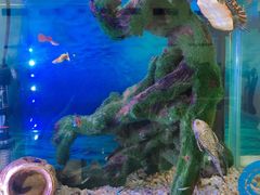 -双季花艺园艺市场(浦东店)