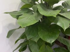 -川耳坊专业采耳馆