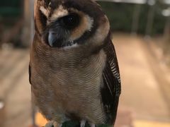 -清迈夜间动物园