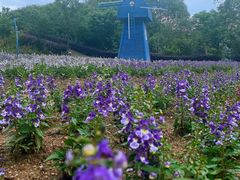 -广州市流溪河国家森林公园