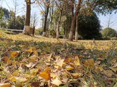 -铁山坪森林公园