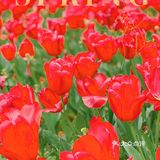攻略 | 静安区0元不排队赏樱🌸保姆级指南建议收藏