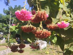 -东莞植物园