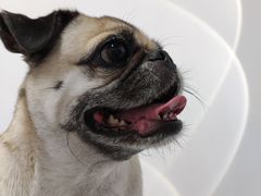 -comecome来吧宠物(奥克斯中心店)