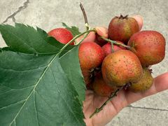 -香木香羊(小汤山店)