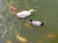 -紫马岭公园