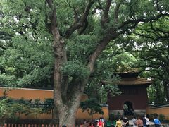 -普陀山风景名胜区-法雨禅寺